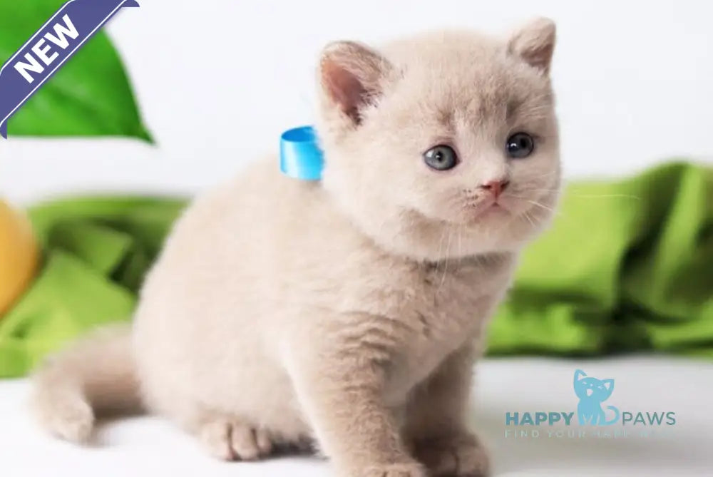 Felix British Shorthair male fawn live animals