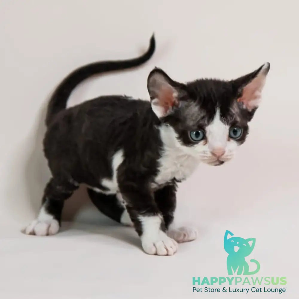 Felix Devon Rex male black bicolour - live animals