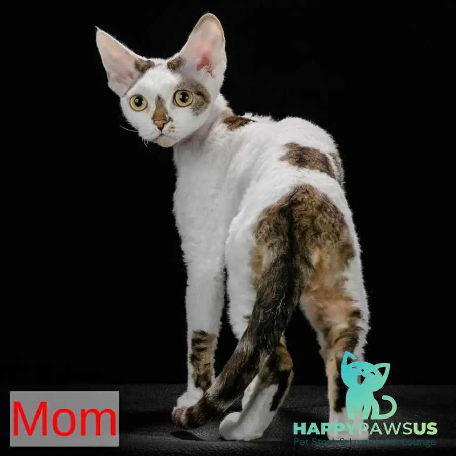 Felix Devon Rex male black bicolour - live animals
