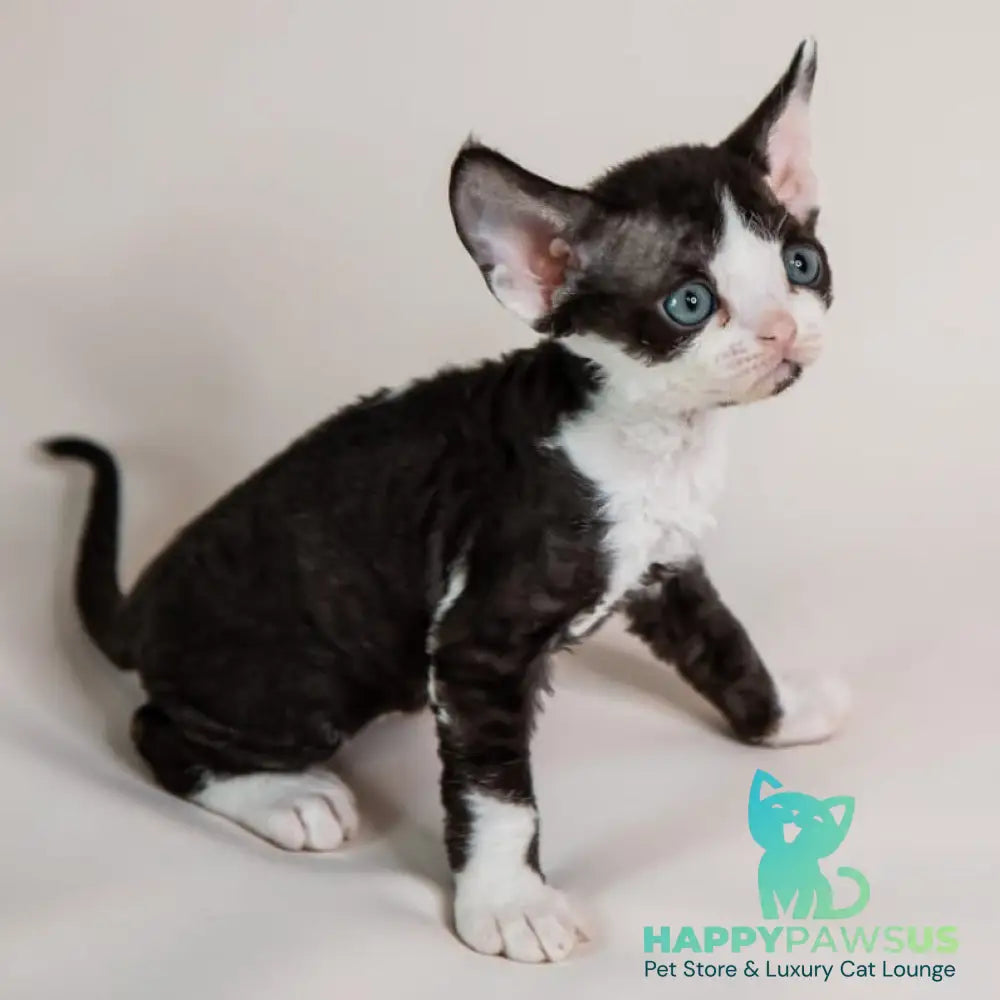 Felix Devon Rex male black bicolour - live animals