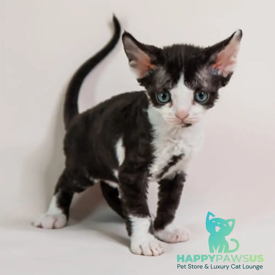 Felix Devon Rex male black bicolour - live animals