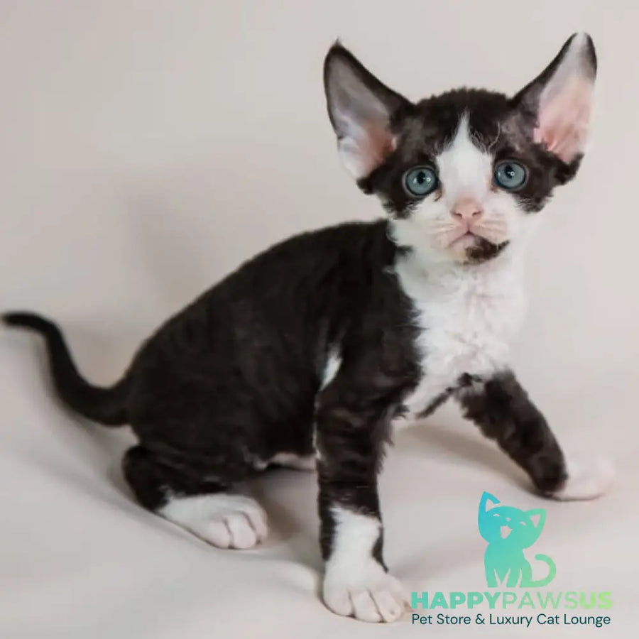 Felix Devon Rex male black bicolour - live animals