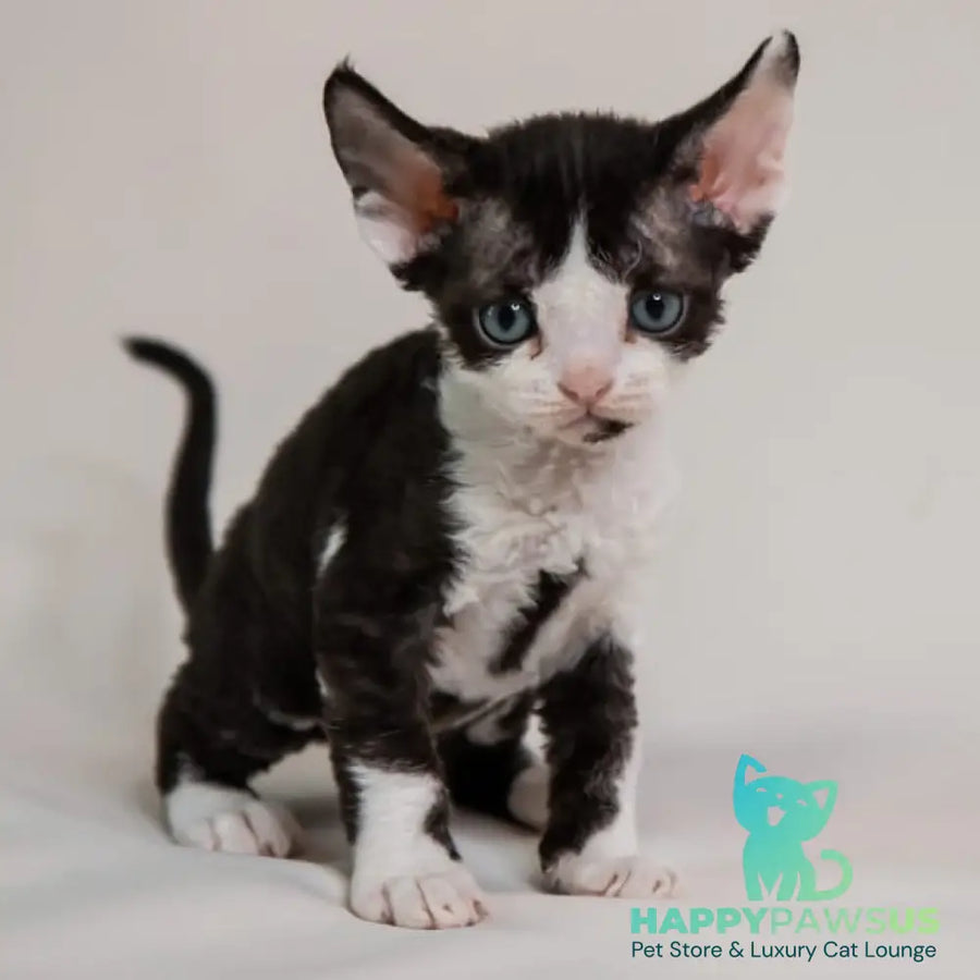 Felix Devon Rex male black bicolour - live animals