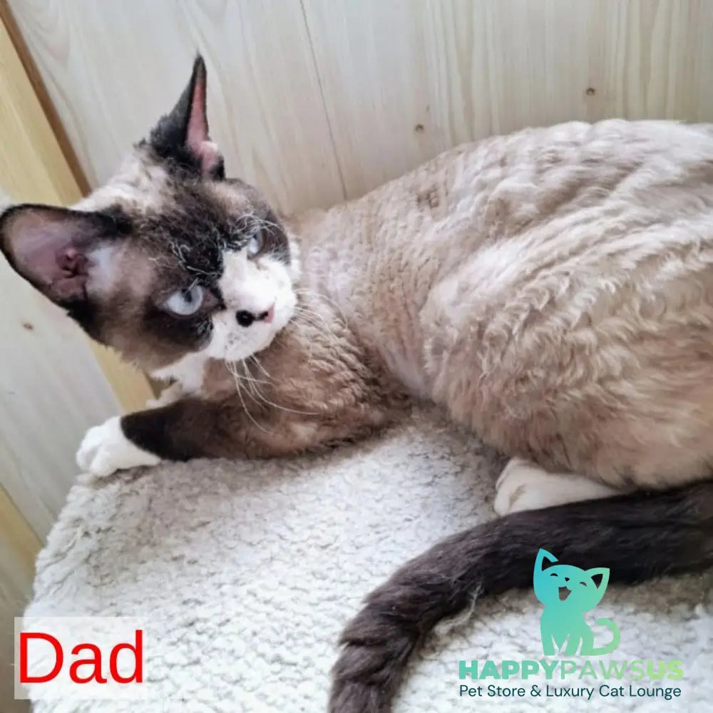 Felix Devon Rex male blue - live animals
