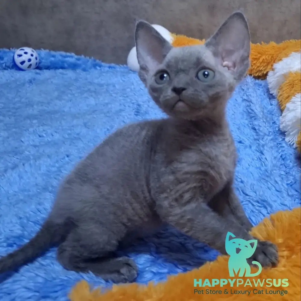Felix Devon Rex male blue - live animals