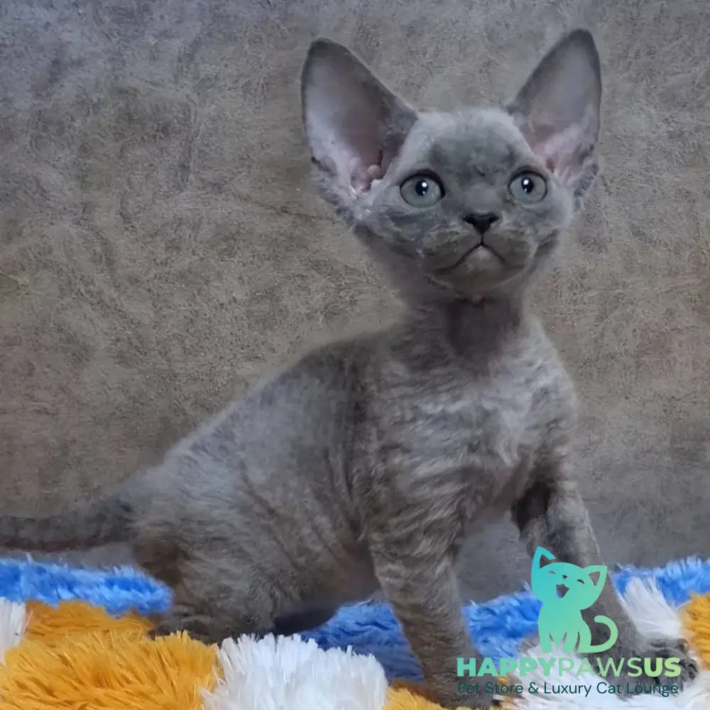 Felix Devon Rex male blue - live animals