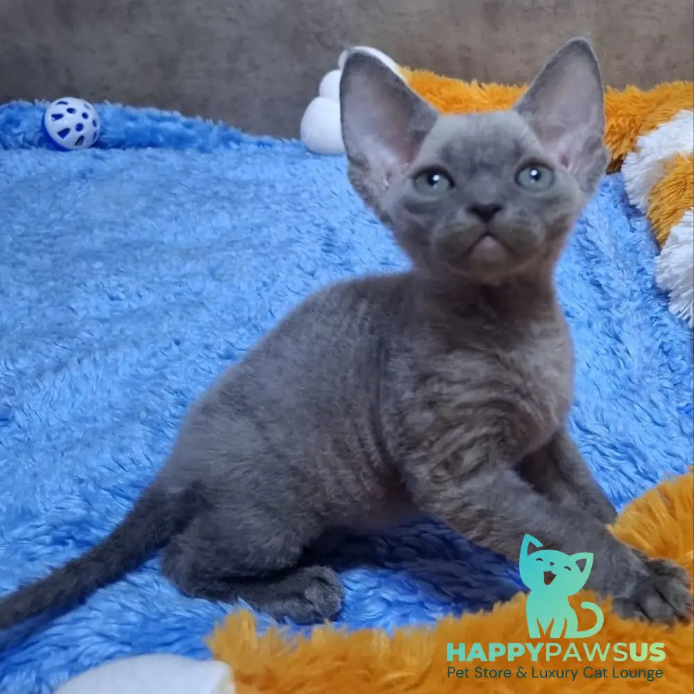 Felix Devon Rex male blue - live animals