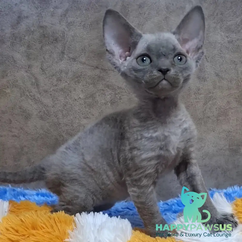Felix Devon Rex male blue - live animals
