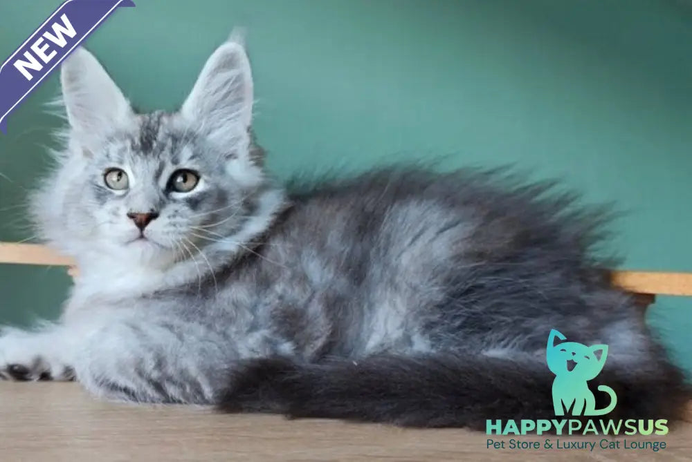 Felix Maine Coon male black silver ticked tabby - live animals