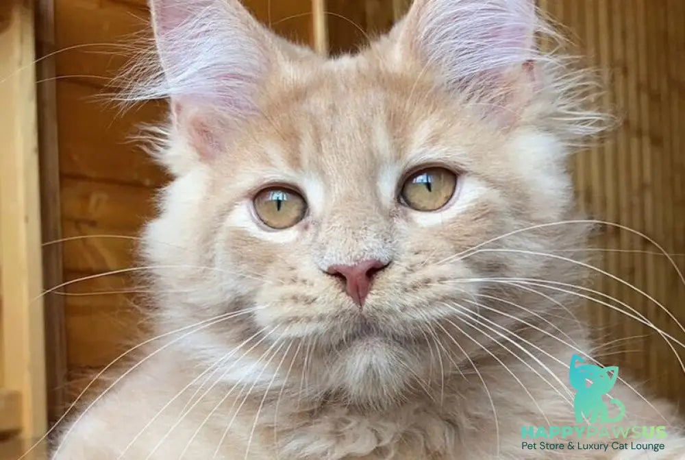 Felix Maine Coon male cream - live animals