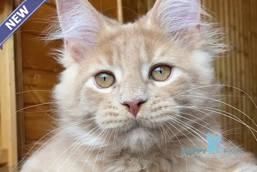 Felix Maine Coon male cream - live animals