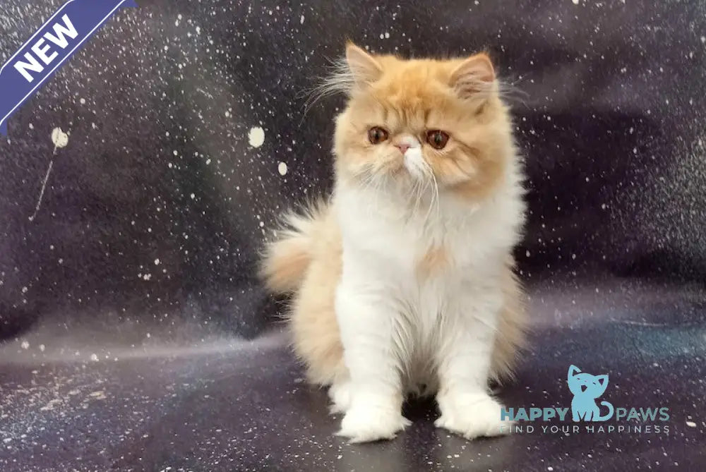 Felix Persian male red bicolour spotted tabby live animals