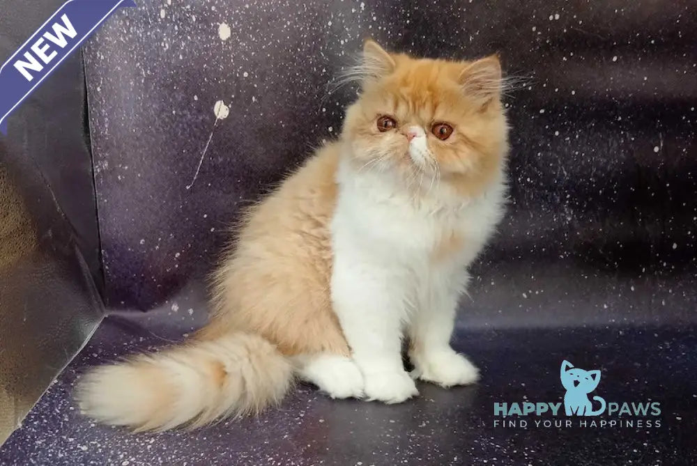 Felix Persian male red bicolour spotted tabby live animals