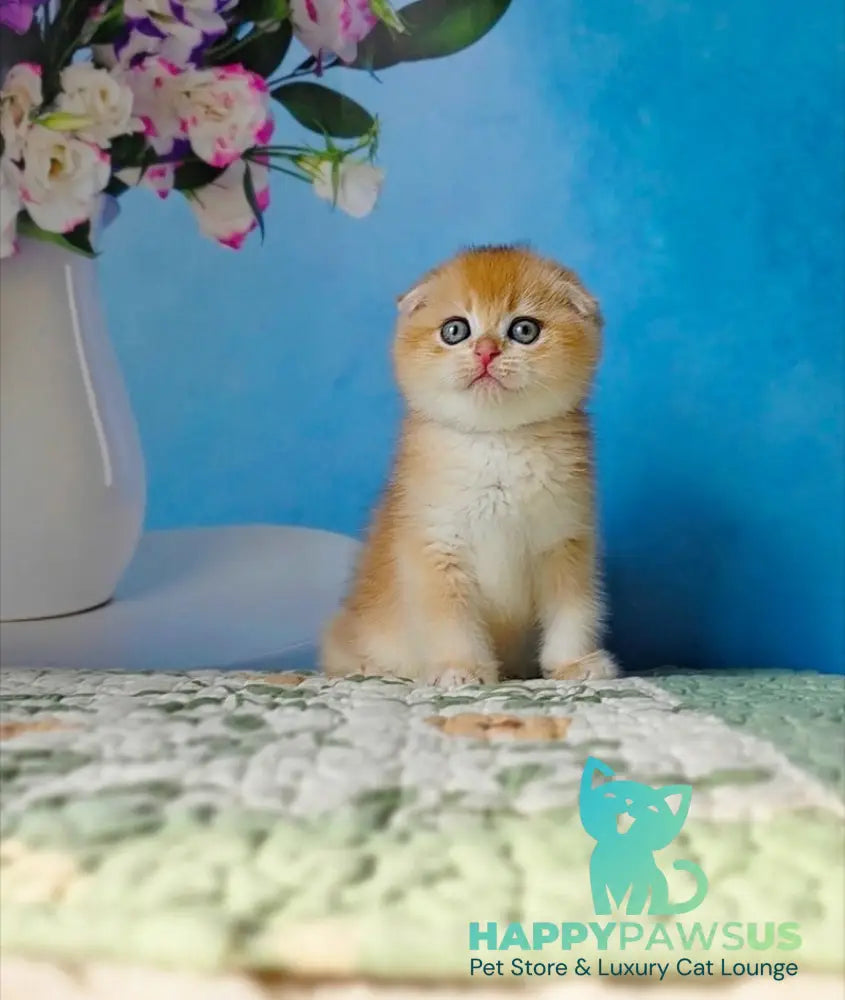 Felix Scottish Fold male black golden chinchilla - live animals