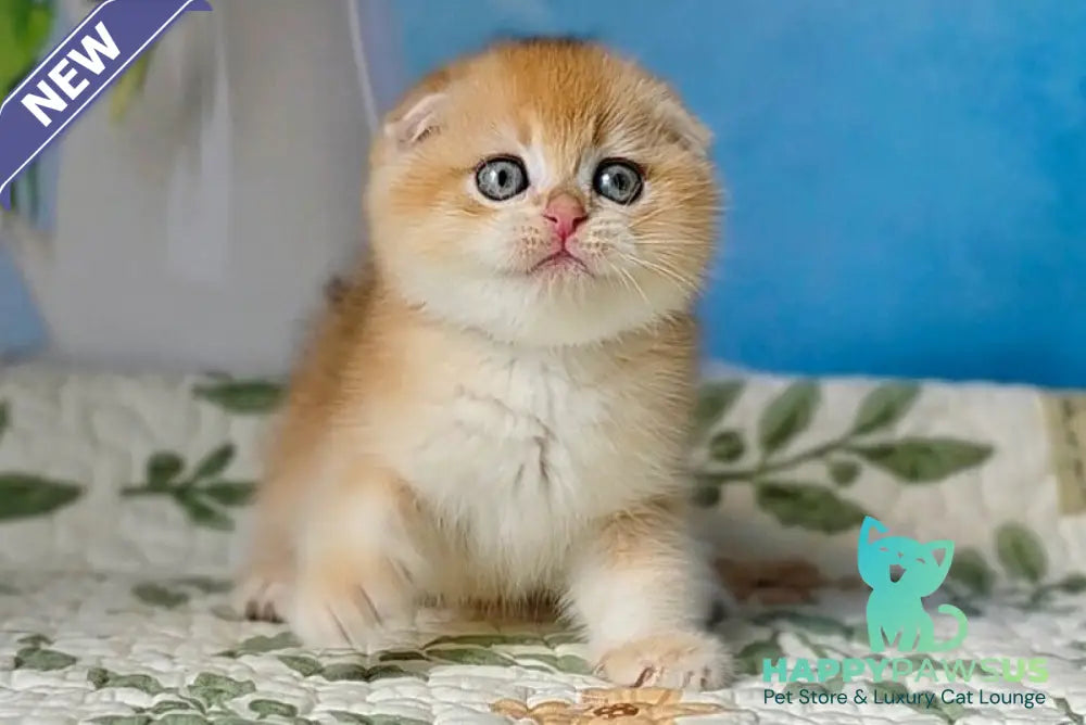 Felix Scottish Fold male black golden chinchilla - live animals