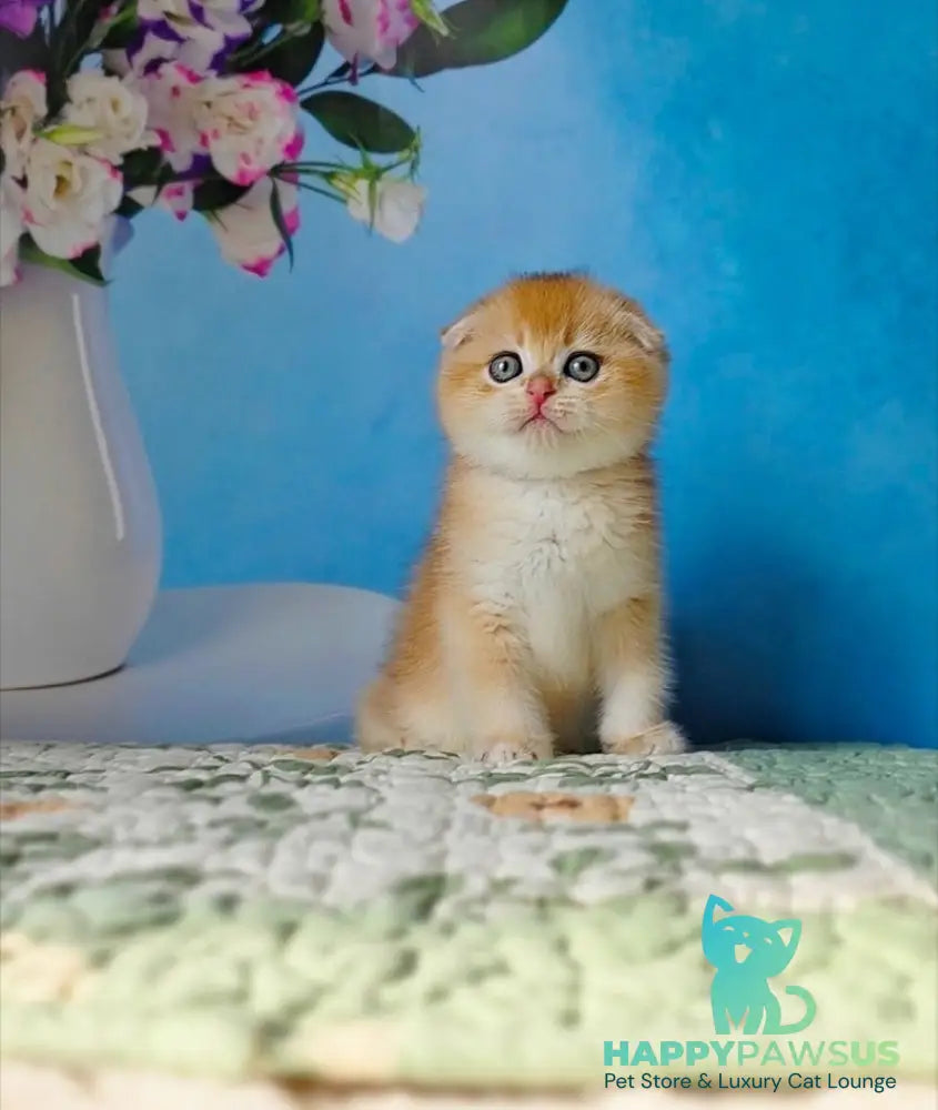 Felix Scottish Fold male black golden chinchilla - live animals