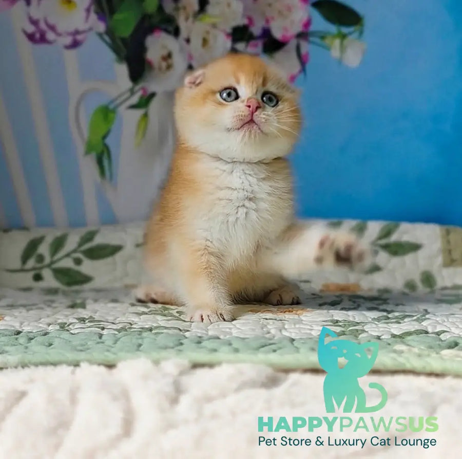 Felix Scottish Fold male black golden chinchilla - live animals