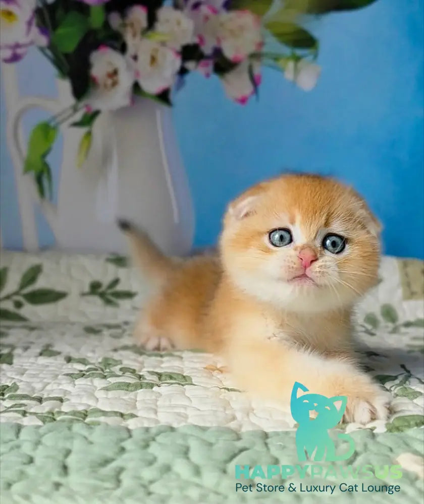 Felix Scottish Fold male black golden chinchilla - live animals