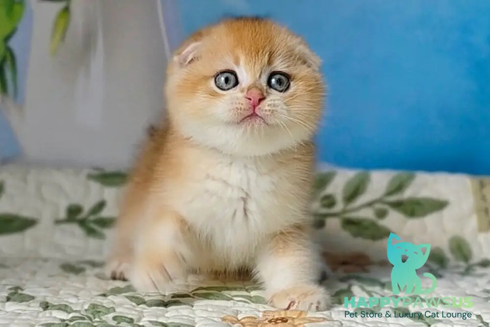 Felix Scottish Fold male black golden chinchilla - live animals