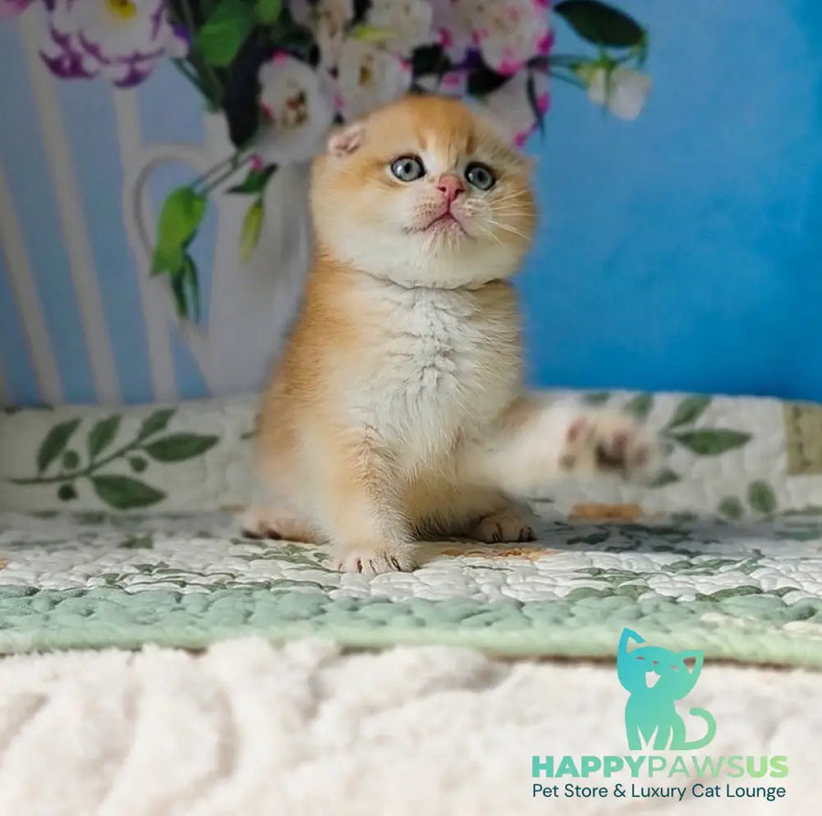 Felix Scottish Fold male black golden chinchilla - live animals