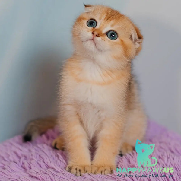 Felix Scottish Fold male black golden shaded - live animals