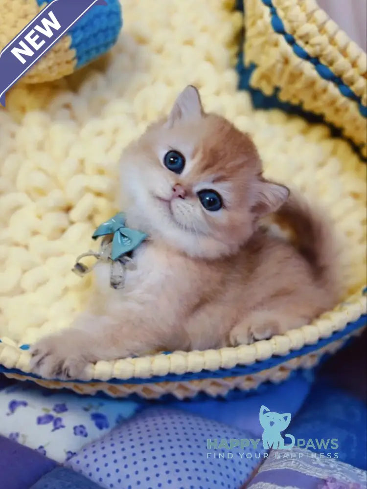 Felix Scottish Straight male chocolate golden chinchilla live animals