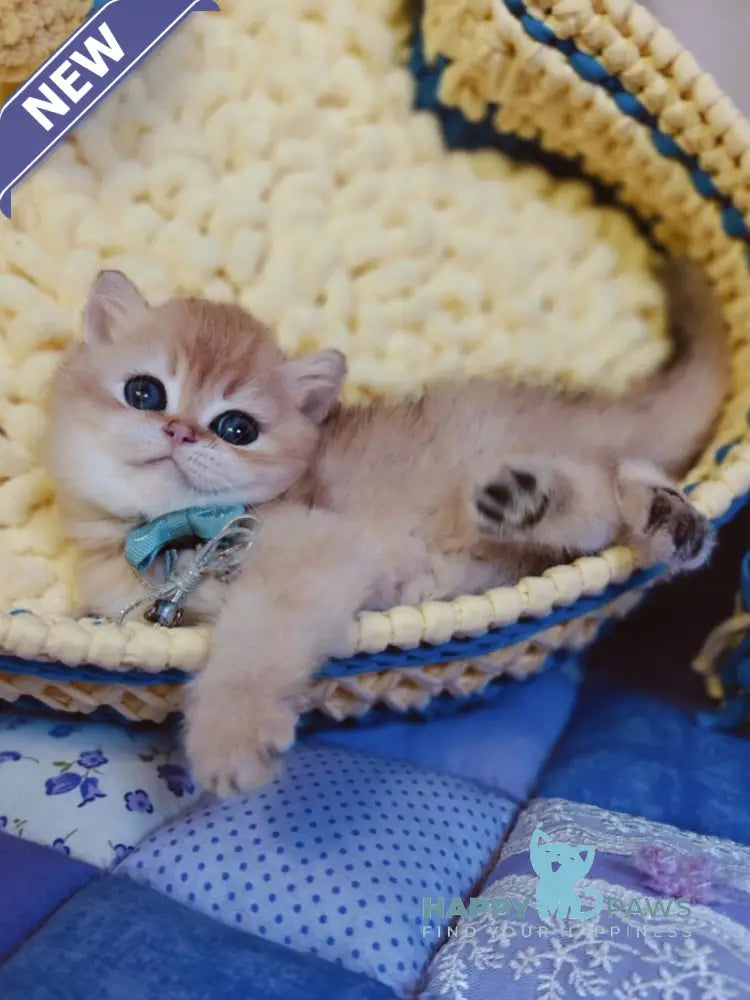 Felix Scottish Straight male chocolate golden chinchilla live animals