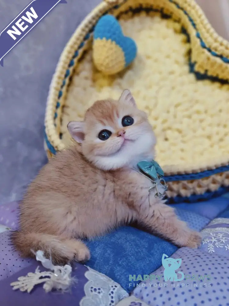 Felix Scottish Straight male chocolate golden chinchilla live animals