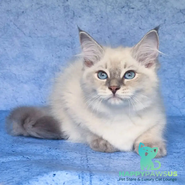 Felix Siberian male blue tabby pointed - live animals