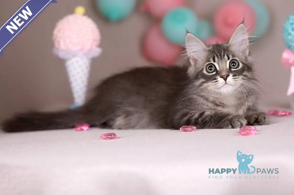 Fellix Siberian male blue with white spotted tabby - live animals