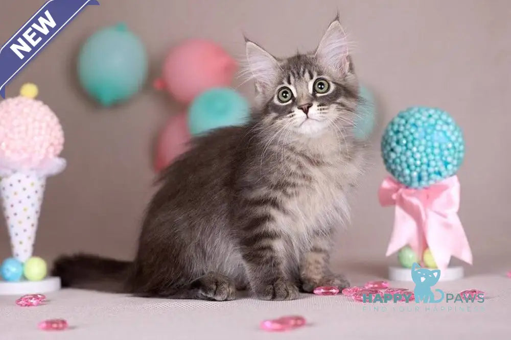 Fellix Siberian male blue with white spotted tabby - live animals