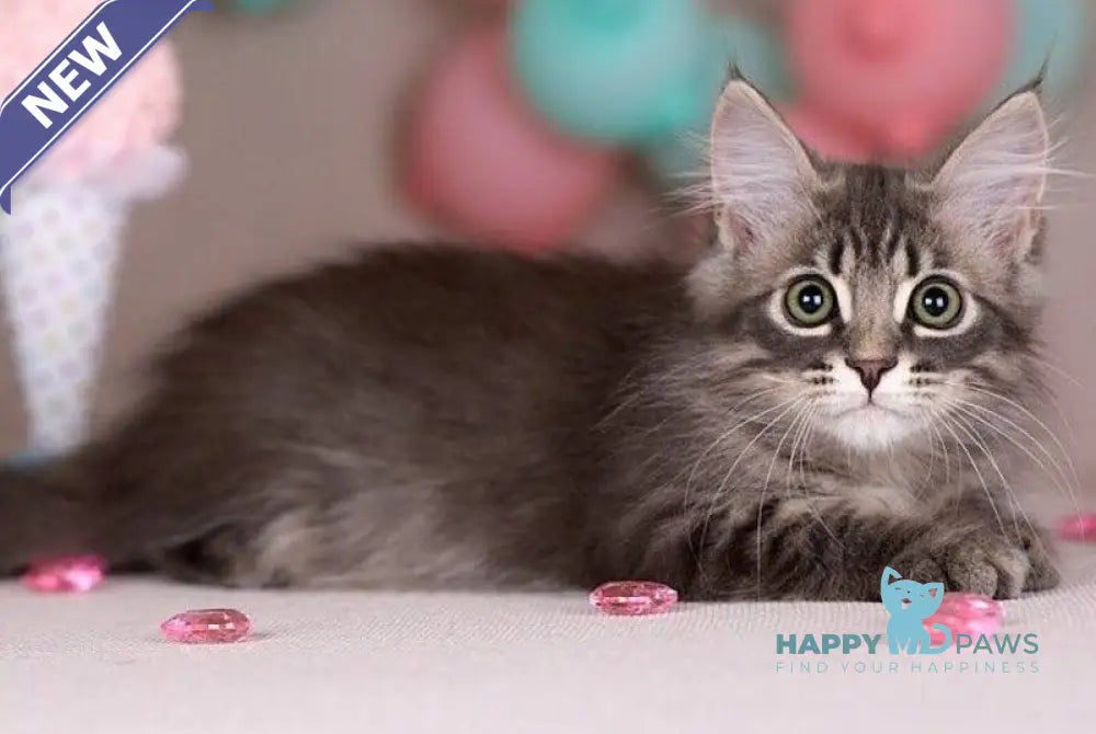 Fellix Siberian male blue with white spotted tabby - live animals