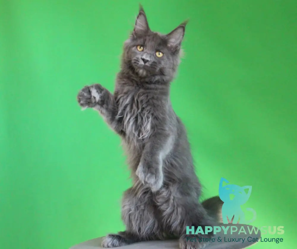 Femme Fatale Maine Coon polydactyl female blue live animals