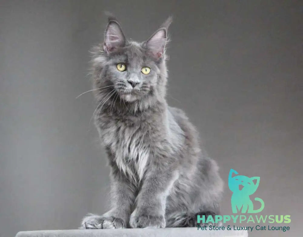 Femme Fatale Maine Coon polydactyl female blue - live animals