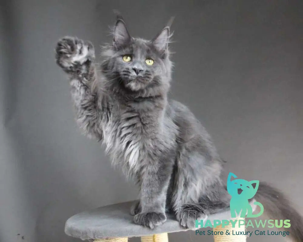 Femme Fatale Maine Coon polydactyl female blue - live animals
