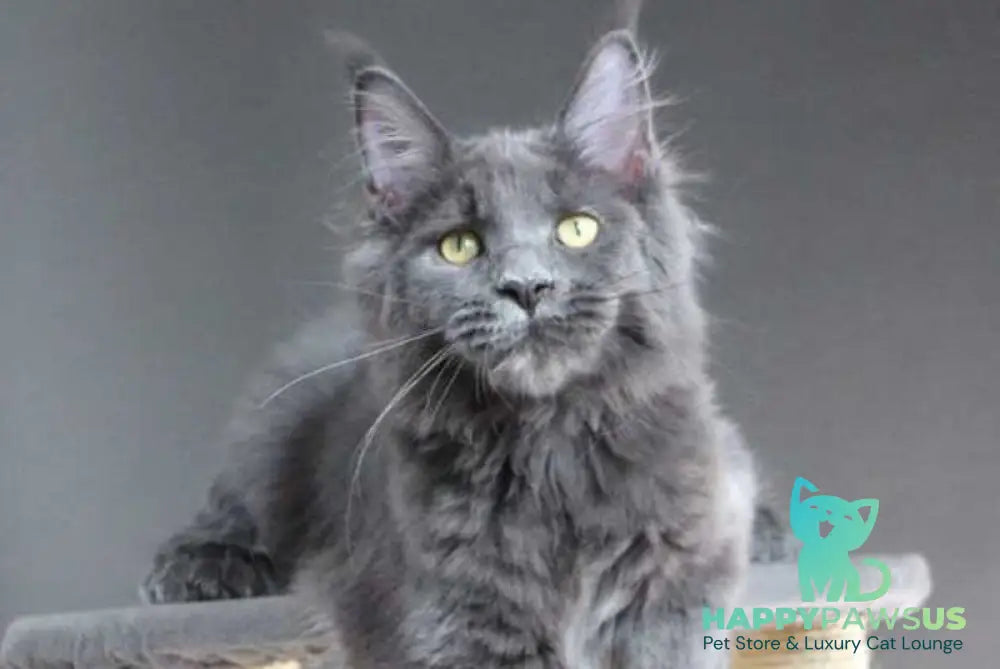 Femme Fatale Maine Coon polydactyl female blue - live animals