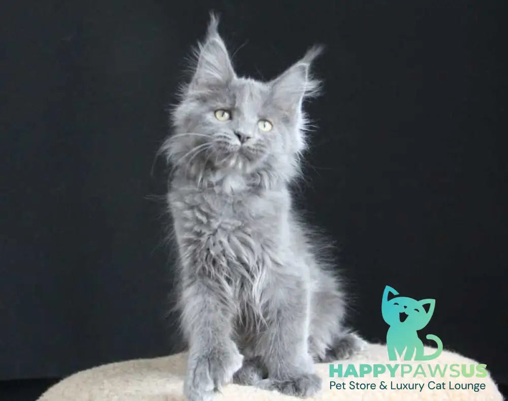 Femme Fatale Maine Coon polydactyl female blue live animals