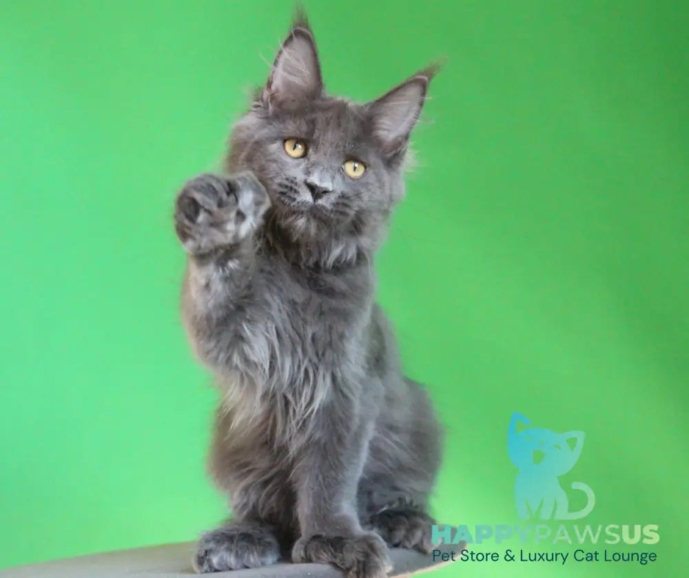 Femme Fatale Maine Coon polydactyl female blue live animals