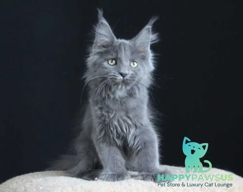 Femme Fatale Maine Coon polydactyl female blue live animals