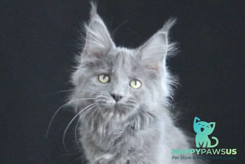 Femme Fatale Maine Coon polydactyl female blue live animals