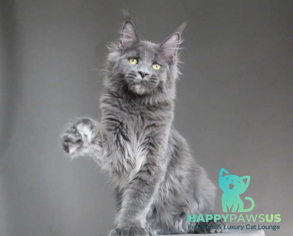 Femme Fatale Maine Coon polydactyl female blue - live animals