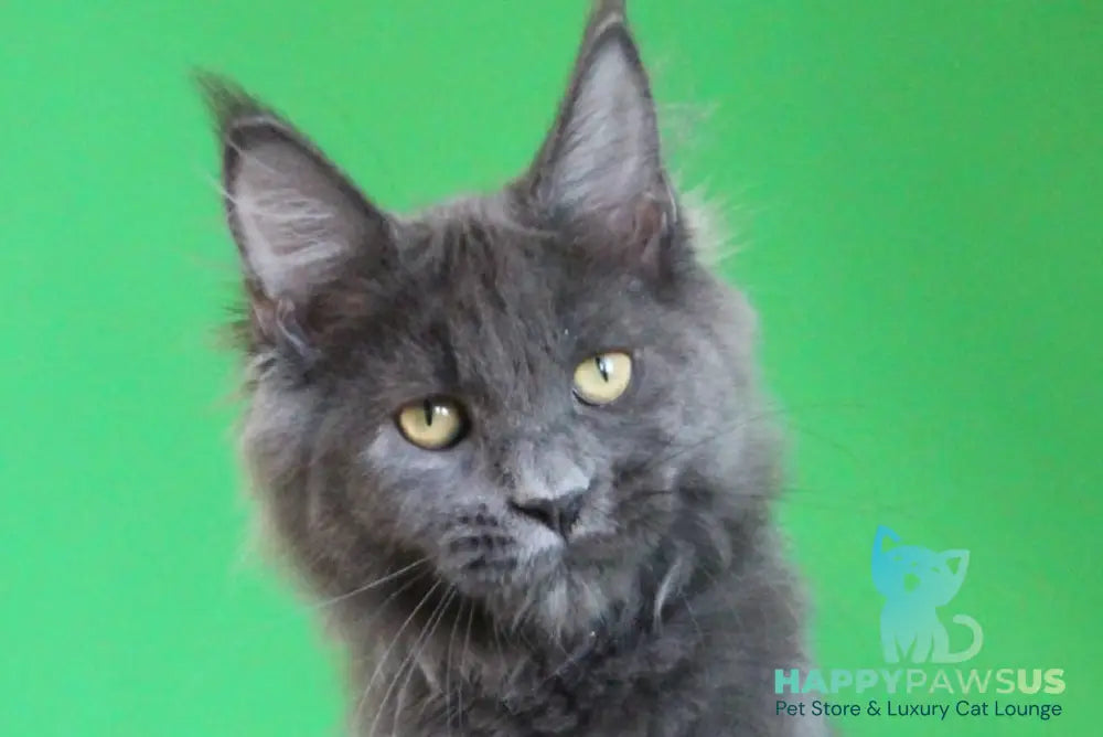 Femme Fatale Maine Coon polydactyl female blue live animals
