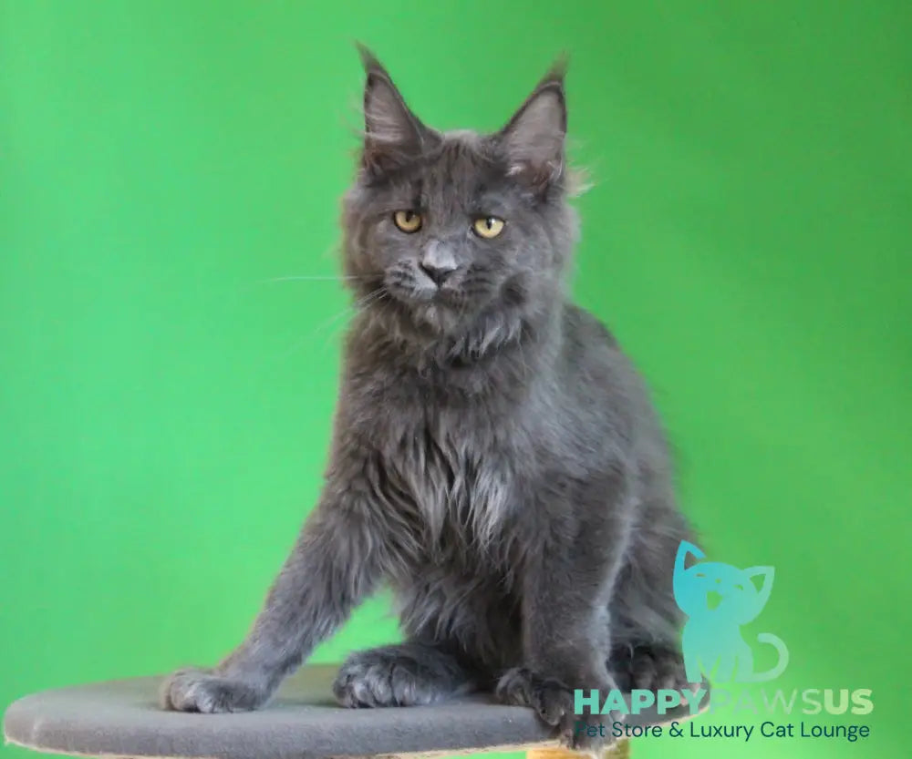Femme Fatale Maine Coon polydactyl female blue live animals