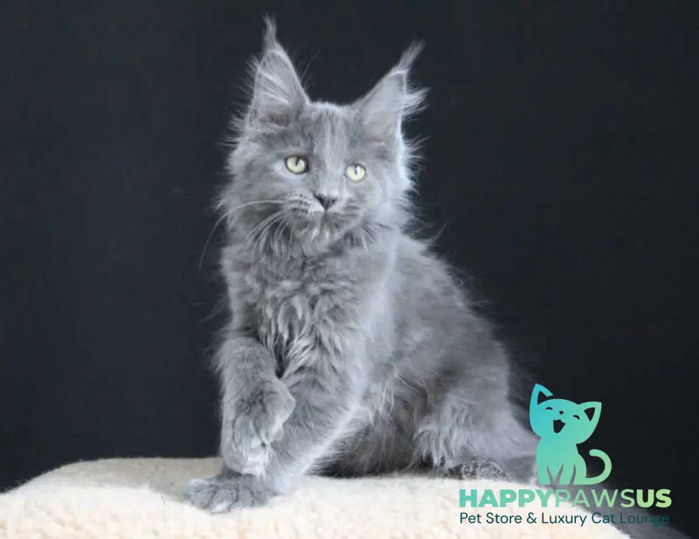 Femme Fatale Maine Coon polydactyl female blue live animals