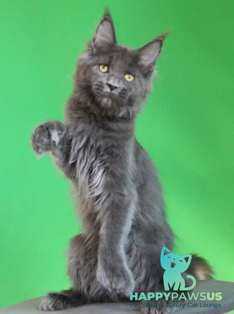 Femme Fatale Maine Coon polydactyl female blue live animals