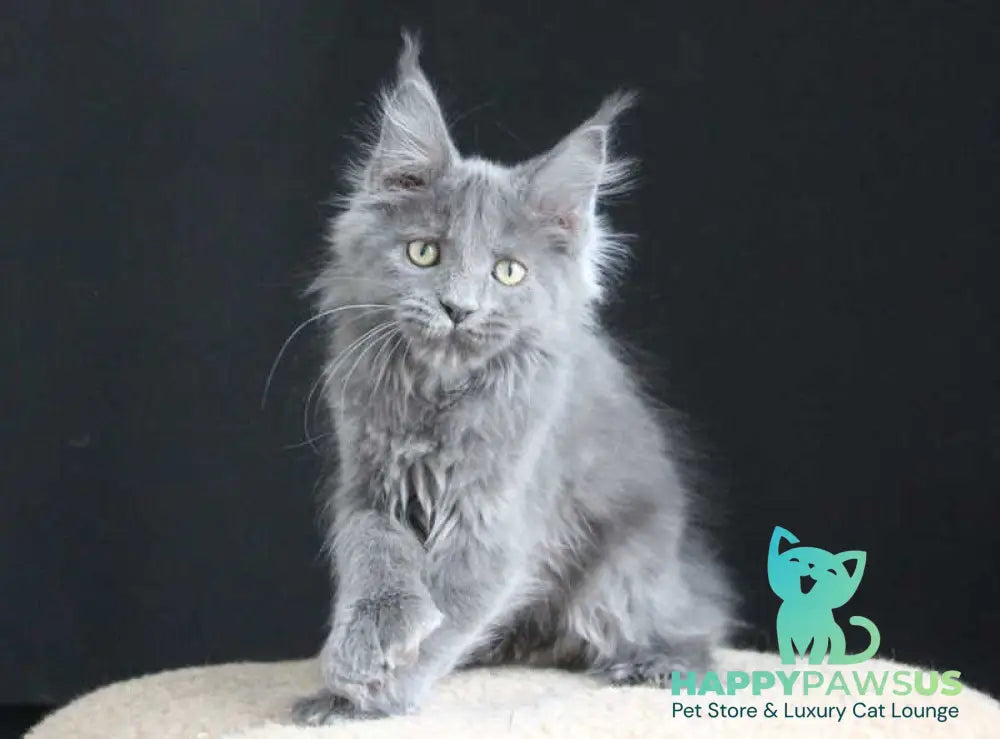 Femme Fatale Maine Coon polydactyl female blue live animals