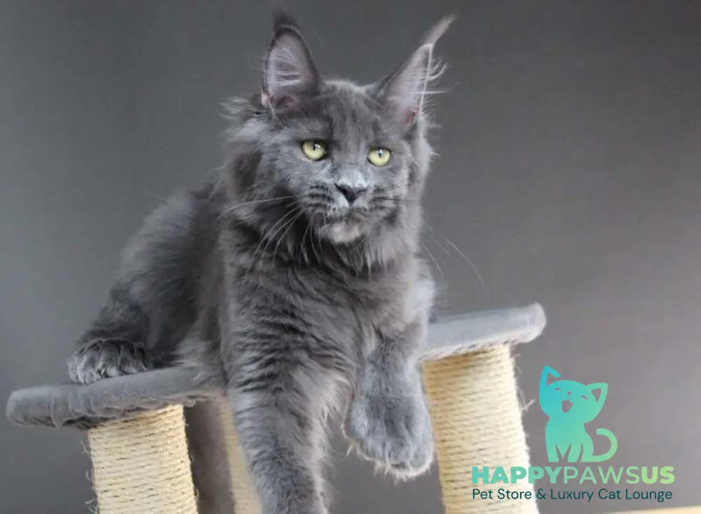 Femme Fatale Maine Coon polydactyl female blue - live animals
