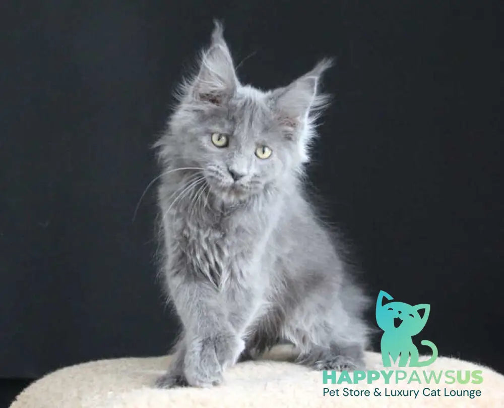 Femme Fatale Maine Coon polydactyl female blue live animals