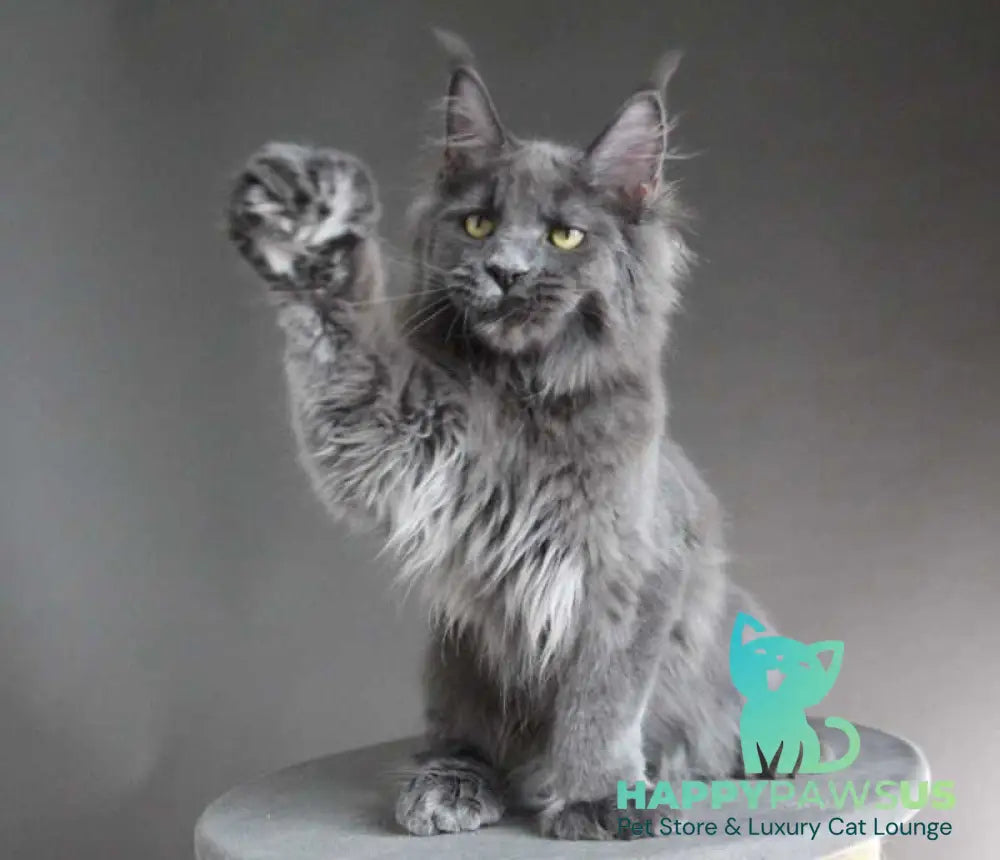 Femme Fatale Maine Coon polydactyl female blue - live animals