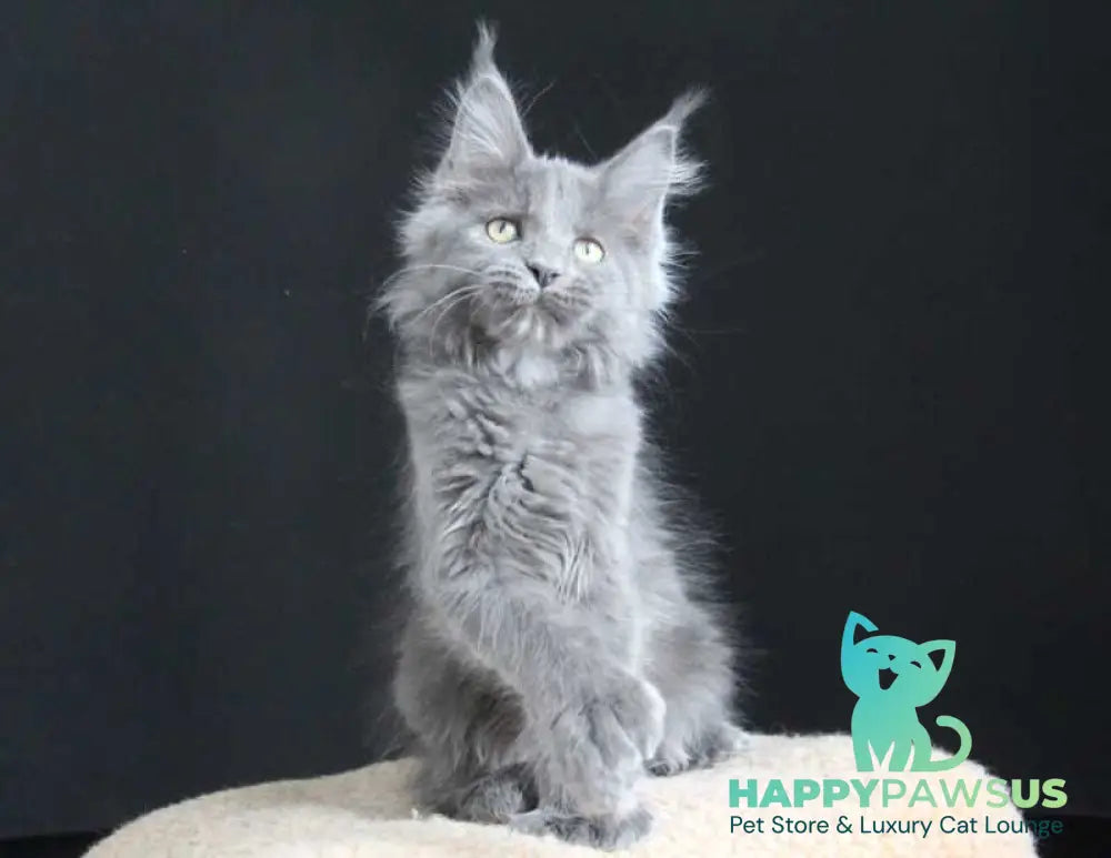 Femme Fatale Maine Coon polydactyl female blue live animals